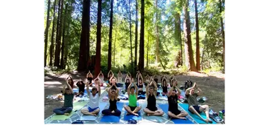 Group practicing yoga outdoors among tall trees in a forest.